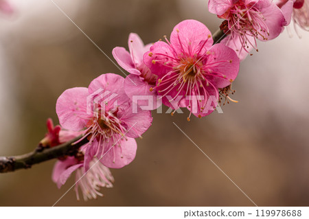 Clear blue skies, cold winds, and frost-covered earth. Despite the cold, buds form and flowers bloom. Plums, plums, plums. Clear blue skies, cold winds, and frost-covered earth. Despite the cold, buds form and flowers bloom. Plums, plums, plums. 119978688