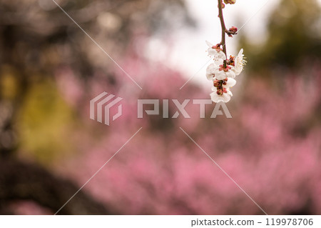 Clear blue skies, cold winds, and frost-covered earth. Despite the cold, buds form and flowers bloom. Plums, plums, plums. Clear blue skies, cold winds, and frost-covered earth. Despite the cold, buds form and flowers bloom. Plums, plums, plums. 119978706