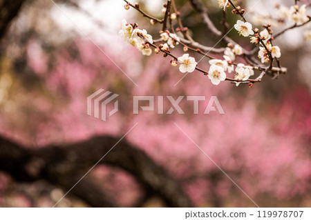 晴朗的藍天,凜冽的風,霜柱大地,梅子,梅子,梅子,不畏嚴寒,含苞待放。 晴朗的藍天,凜冽的風,霜柱大地,梅子,梅子,梅子,不畏嚴寒,含苞待放。 119978707