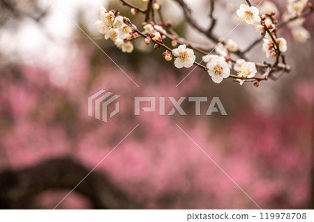 晴朗的藍天，凜冽的風，霜柱大地，梅子，梅子，梅子，不畏嚴寒，含苞待放。 119978708