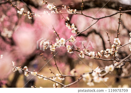 Clear blue skies, cold winds, and frost-covered earth. Despite the cold, buds form and flowers bloom. Plums, plums, plums. 119978709