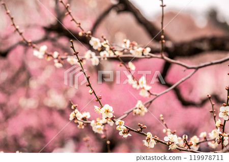 晴朗的藍天，凜冽的風，霜柱大地，梅子，梅子，梅子，不畏嚴寒，含苞待放。 119978711