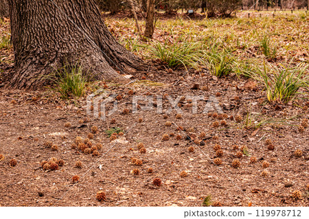 晴朗的藍天，凜冽的風，霜柱大地，梅子，梅子，梅子，不畏嚴寒，含苞待放。 119978712