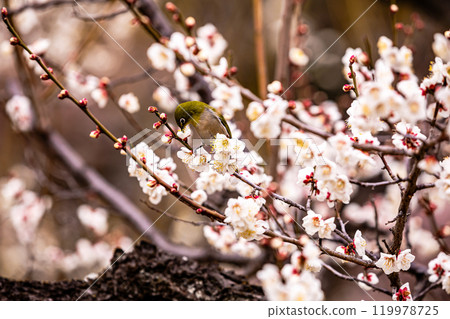 晴朗的藍天,凜冽的風,霜柱大地,梅子,梅子,梅子,不畏嚴寒,含苞待放。 晴朗的藍天,凜冽的風,霜柱大地,梅子,梅子,梅子,不畏嚴寒,含苞待放。 119978725