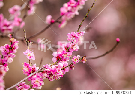 晴朗的藍天，凜冽的風，霜柱大地，梅子，梅子，梅子，不畏嚴寒，含苞待放。 119978731
