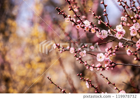 晴朗的藍天，凜冽的風，霜柱大地，梅子，梅子，梅子，不畏嚴寒，含苞待放。 119978732