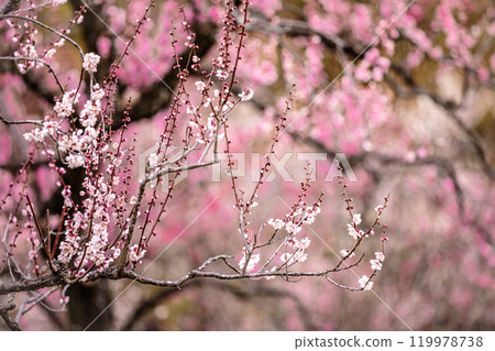 晴朗的藍天,凜冽的風,霜柱大地,梅子,梅子,梅子,不畏嚴寒,含苞待放。 晴朗的藍天,凜冽的風,霜柱大地,梅子,梅子,梅子,不畏嚴寒,含苞待放。 119978738
