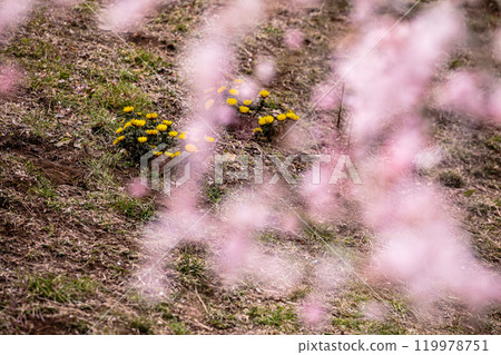 晴朗的藍天,凜冽的風,霜柱大地,梅子,梅子,梅子,不畏嚴寒,含苞待放。 晴朗的藍天,凜冽的風,霜柱大地,梅子,梅子,梅子,不畏嚴寒,含苞待放。 119978751