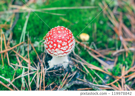 Young Amanita Muscaria, Known as the Fly Agaric or Fly Amanita Young Amanita Muscaria, Known as the Fly Agaric or Fly Amanita 119978842