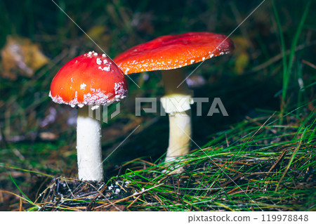 Two Amanita Muscaria, Known as the Fly Agaric or Fly Amanita 119978848