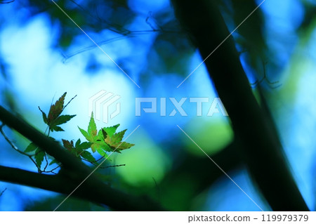 Maple leaves which turned red leaves 119979379