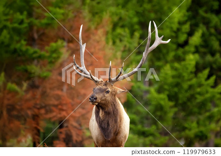 Portrait of Elk Wapiti buck during rut season in fall in burned after wildfires forest. Jasper national park. Portrait of Elk Wapiti buck during rut season in fall in burned after wildfires forest. Jasper national park. 119979633