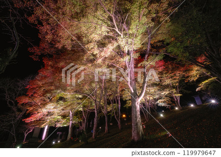 Autumn foliage illumination at Tsuchi Shrine in Inawashiro Town, Fukushima Prefecture 119979647