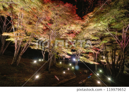 Autumn foliage illumination at Tsuchi Shrine in Inawashiro Town, Fukushima Prefecture Autumn foliage illumination at Tsuchi Shrine in Inawashiro Town, Fukushima Prefecture 119979652