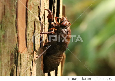 Cicadian shell 119979750