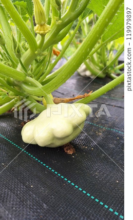 Growing organic patty pan squash in a garden setting 119979897