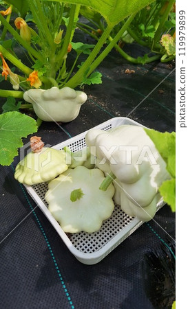 Freshly harvested pattypan squash in a garden setting 119979899