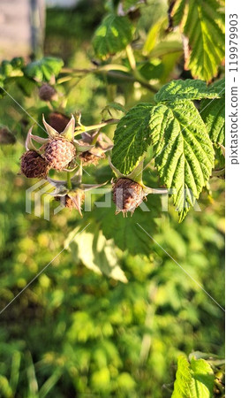 Sunlit raspberries growing on vines in lush greenery 119979903