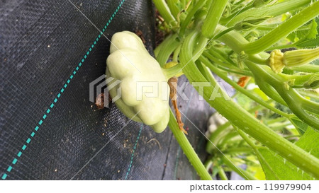 Growing organic patty pan squash in a garden setting 119979904