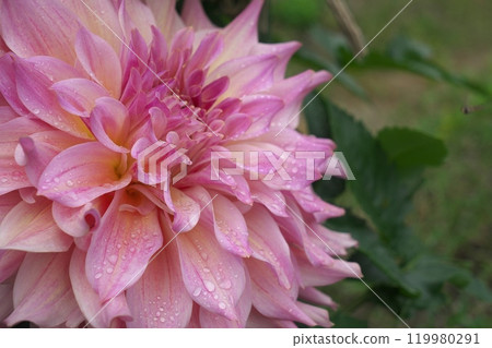 Pink Dahlia 119980291