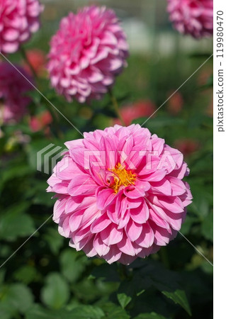 Pink Dahlia Pink Dahlia 119980470