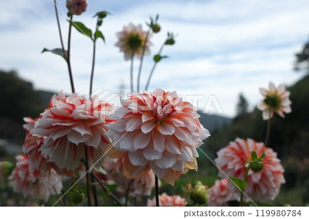 Dahlia flower 119980784