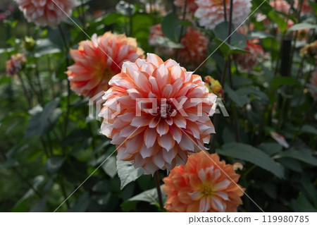 Dahlia flower 119980785