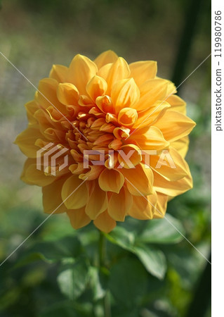 Yellow dahlia 119980786