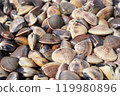 clam 119980896