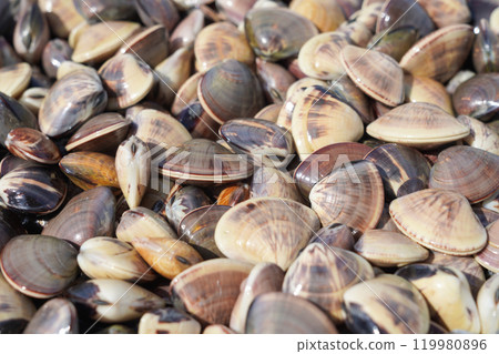 clam 119980896