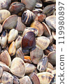 Clam (vertical) 119980897