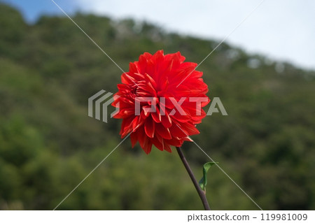 紅色大麗花 119981009
