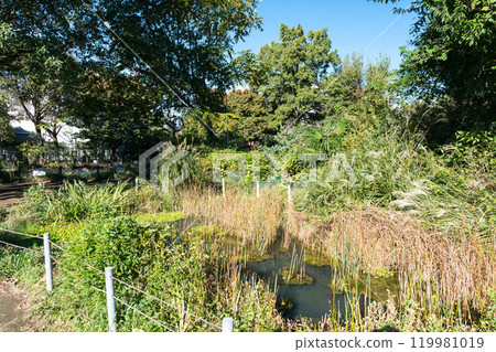 東京都狛江市西野川,秋日晴朗的天空下,在前原公園(Tonboike公園)的池塘裡漫步 東京都狛江市西野川,秋日晴朗的天空下,在前原公園(Tonboike公園)的池塘裡漫步 119981019