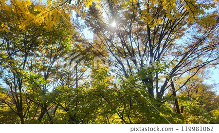 autumn Cornus fruit 119981062