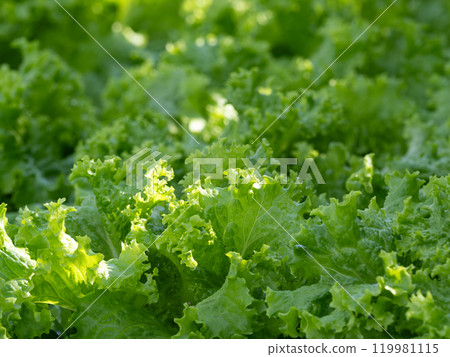 Fresh leaf lettuce in the vegetable garden Fresh leaf lettuce in the vegetable garden 119981115