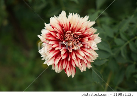 Dahlia 119981123