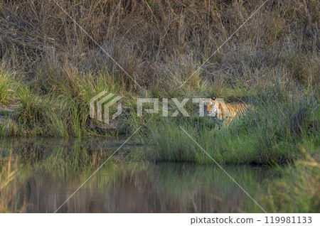 wild bengal female tiger or panthera tigris at bandhavgarh national park forest tiger reserve madhya pradesh india. tigress eye contact in morning safari quenching thirst drinking water from waterhole wild bengal female tiger or panthera tigris at bandhavgarh national park forest tiger reserve madhya pradesh india. tigress eye contact in morning safari quenching thirst drinking water from waterhole 119981133