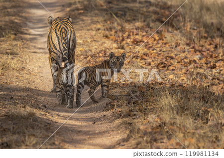wild female tiger or panthera tigris and cubs in her protection walking together on forest trail or road and one bold cub showing aggression during safari at bandhavgarh national park reserve india 119981134