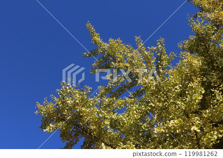 ginkgo tree behind blue sky ginkgo tree behind blue sky 119981262