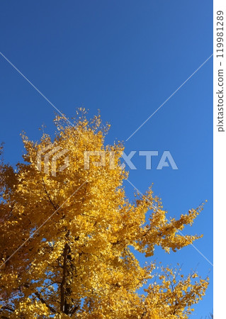 ginkgo tree behind blue sky ginkgo tree behind blue sky 119981289