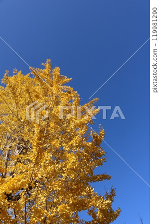 ginkgo tree behind blue sky 119981290