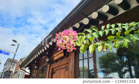 crape myrtle 119981338