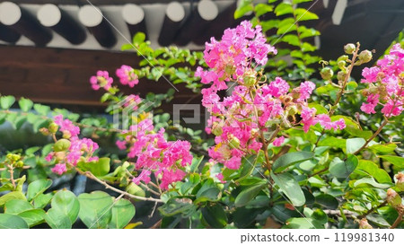crape myrtle 119981340