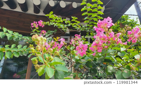 crape myrtle crape myrtle 119981344