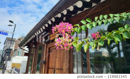 crape myrtle 119981345