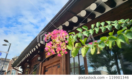 crape myrtle 119981346