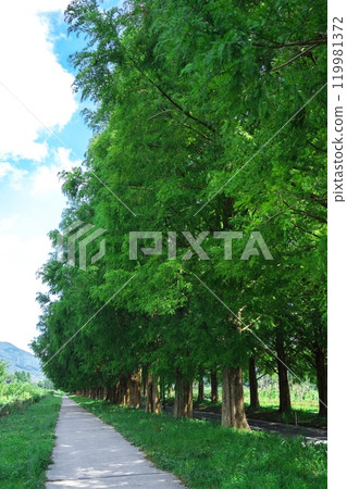 Deep green metasequoia tree-lined street in summer 119981372
