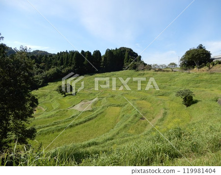 千葉縣鴨川市大山千枚田，稻米收割後的秋天 119981404