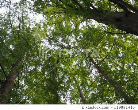 樹木伸向天空,享受森林沐浴,複製空間,感受綠意 樹木伸向天空,享受森林沐浴,複製空間,感受綠意 119981416