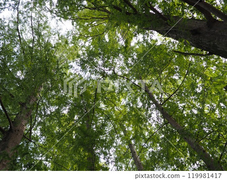 Trees stretching into the sky. Enjoy forest bathing. Copy space. Feel the greenery. 119981417